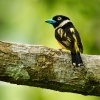 Lobos zlutocerny - Eurylaimus ochromalus - Black-and-yellow Broadbill o7064